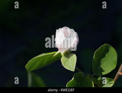 Cydonia oblonga blossom. Stock Photo