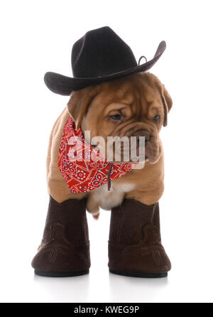 male dogue de bordeaux puppy dressed like a cowboy on white background Stock Photo