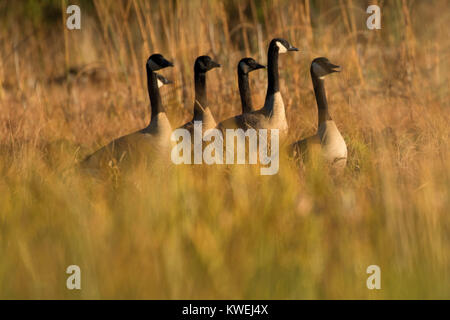 Canada geese (Branta canadensis), Brian Booth State Park, Oregon Stock Photo