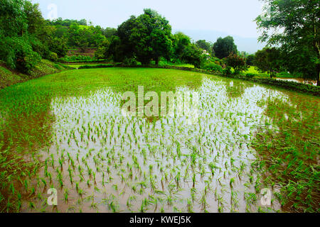 View of cultivated paddy field with water near Lavasa, Pune Stock Photo