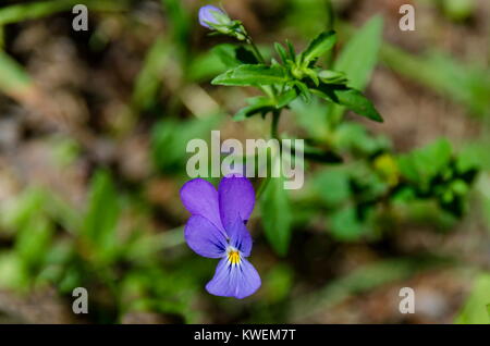 Heartsease or Viola tricolor blooming in the glade, Plana mountain, Bulgaria Stock Photo