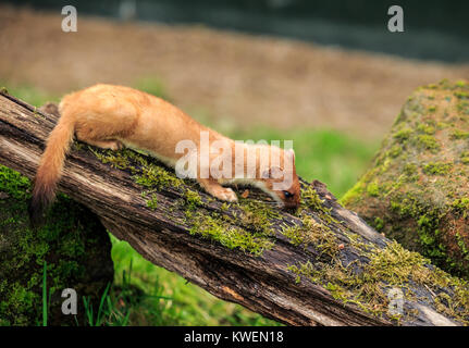 The stoat, also known as the short-tailed weasel, is a mammal of the genus Mustela of the family Mustelidae native to Eurasia and North America Stock Photo