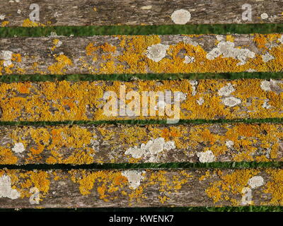 Lichen on a park bench Stock Photo