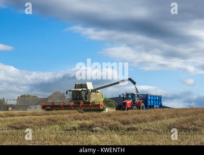 A combine harvester and tractor harvesting crops in Moray, Scotland, UK Stock Photo