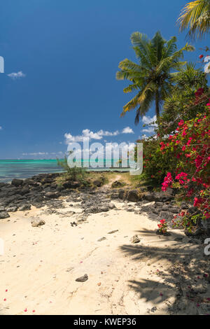Bougainvillea am Bain Boeuf Public Beach, Cap Malheureux, Riviere du Rempart  Mauritius, Afrika,  | Bougainvillea at Bain Boeuf Public Beach, Cap Malh Stock Photo