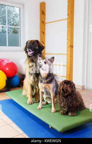 a Leonberger, an Australian Cattledog and a Havanese are sitting on a wobble board in an animal physiotherapy office Stock Photo