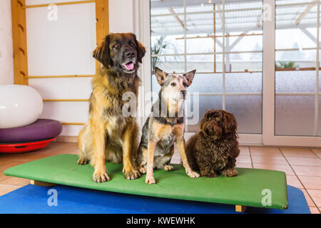 a Leonberger, an Australian Cattledog and a Havanese are sitting on a wobble board in an animal physiotherapy office Stock Photo
