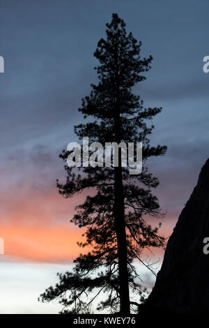 Pine Tree Stands in Silhouette Against Gray and Orange Sunset Clouds Stock Photo