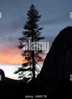 Pine Tree Stands in Silhouette Against Sunset Background Stock Photo