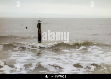 Seagull sitting on a palisade at north sea coast on a windy day. Stock Photo