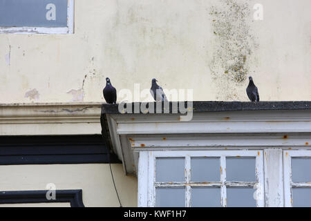 Pigeons resting on a rundown building in Bognor Regis, West Sussex, UK. Stock Photo