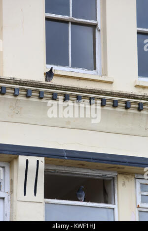 Pigeons resting on a rundown building in Bognor Regis, West Sussex, UK. Stock Photo