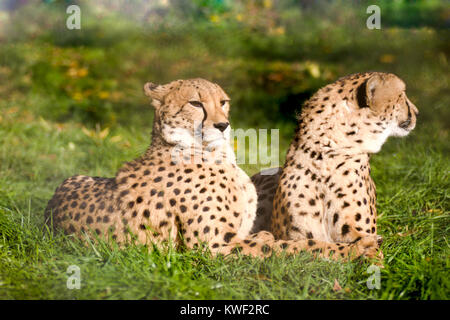Couple of cheetahs looking away lying on grass Stock Photo