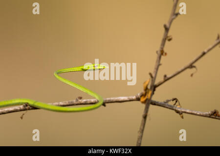 Telephoto portrait of a common vine snake on a dry twig against a contrasting background Stock Photo