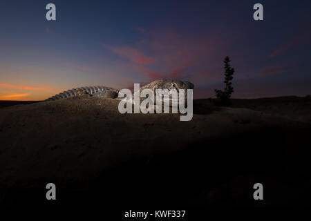 Spiny tailed lizard in desert habitat Stock Photo