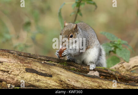 A humorous shot of a cute Grey Squirrel (Scirius carolinensis) sitting on a log holding an acorn. Stock Photo