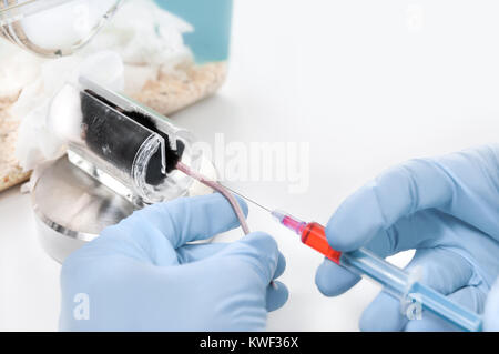 Injection into mouse tail in laboratory conditions Stock Photo
