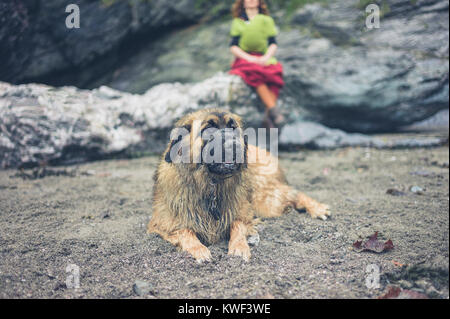 A Leonberger dog on the beach with its owner in the background Stock Photo