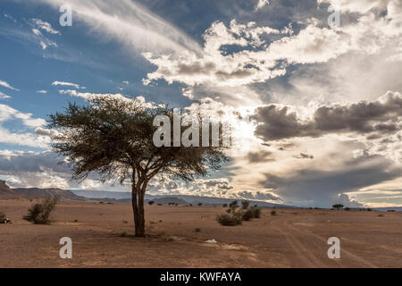 Singular tree in arid Moroccan landscape with dramtic sky. Stock Photo