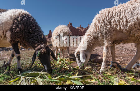 indigeneous Moroccan sheep feeding Stock Photo