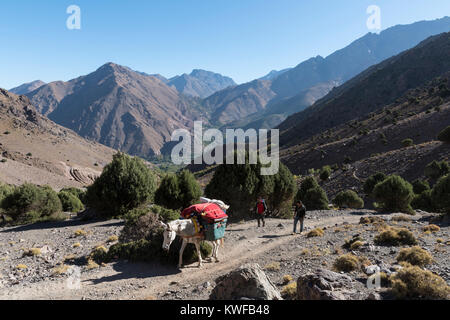 Trekking with mule in Moroccan High Atlas Mountains Stock Photo