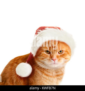 Sullen Cat in Santa Hat on White Background. Christmas Concept Stock Photo