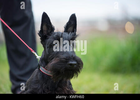 horizontal shot of alert black scottish terrier on leash; green soft focus background. dog on red lead with owner handler with black pants. Stock Photo