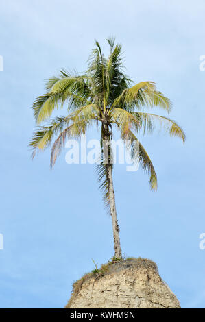 coconut tree at the barren hill Stock Photo