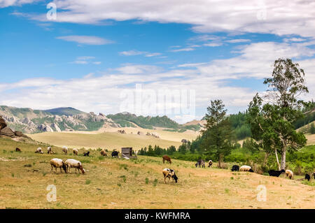 Grazing sheep and goats on grassland landscape in Gorkhi Terelj National Park in Mongolia Stock Photo