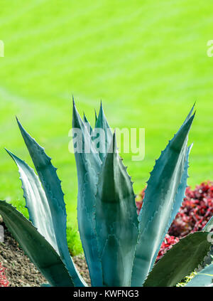 Long, sharp, thorny leaves of a cactus plant on a multi-colored green background on a bright summer day Stock Photo