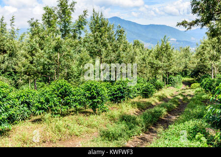 Coffee bushes grow in shade of grevillea trees on coffee plantation in coffee growing area near Antigua, Guatemala, Central America Stock Photo