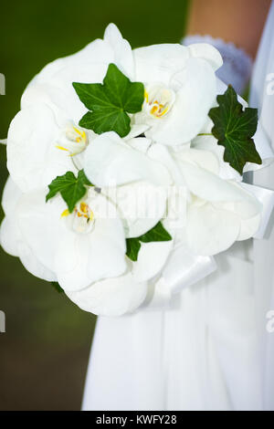 Close up of silk Orchid flowers on stem Stock Photo - Alamy