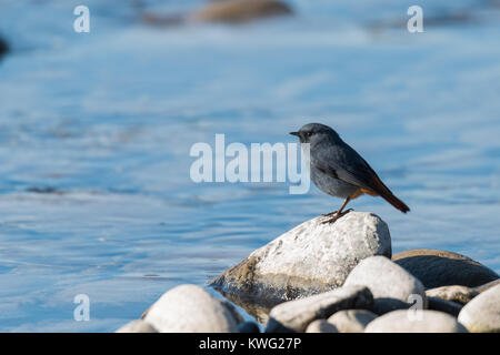 The plumbeous water redstart is a passerine bird standing on a rock near river Stock Photo