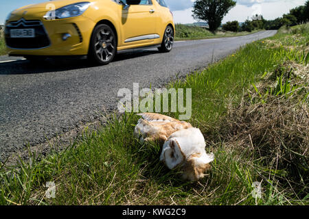 Dead Barn Owl by the Roadside, County Durham, UK Stock Photo