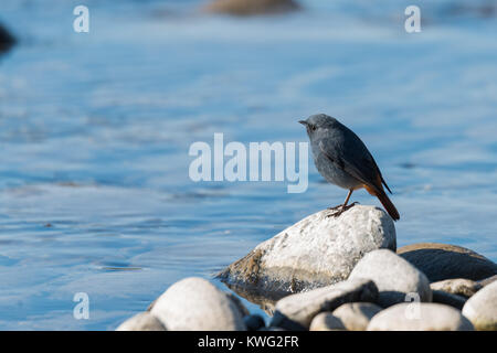 The plumbeous water redstart is a passerine bird standing on a rock near river Stock Photo
