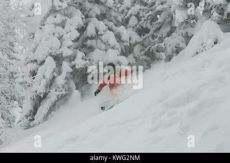 freerider rides in powder snow among the trees in the snow. Stock Photo