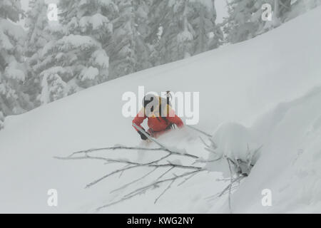 freerider rides in powder snow among the trees in the snow. Stock Photo