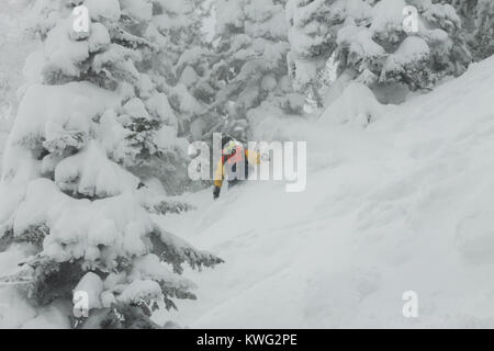 freerider rides in powder snow among the trees in the snow. Stock Photo