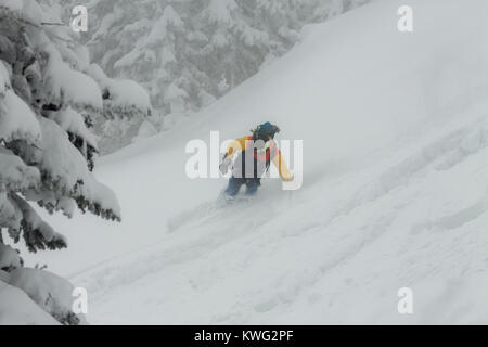 freerider rides in powder snow among the trees in the snow. Stock Photo