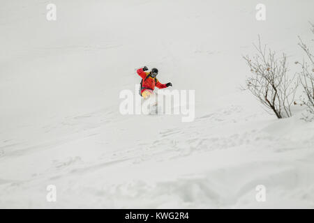 freerider rides in powder snow among the trees in the snow. Stock Photo