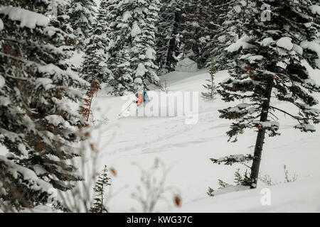 freerider rides in powder snow among the trees in the snow. Stock Photo