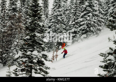 freerider rides in powder snow among the trees in the snow. Stock Photo