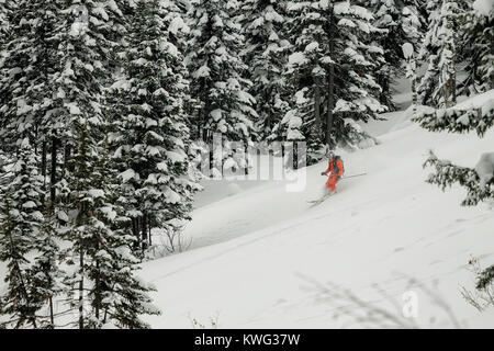 freerider rides in powder snow among the trees in the snow. Stock Photo