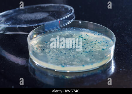 colonies  in petri dish for cloning of transgenic vector into plasmid DNA