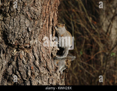 Grey Squirrels Stock Photo