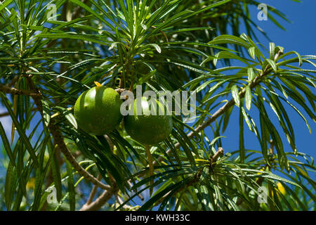 Round green fruit of the Cascabela thevetia or Thevetia peruviana tree, Kenya, East Africa Stock Photo