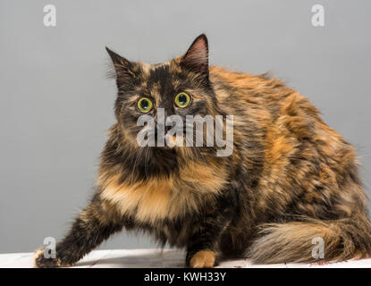 black short haired tabby cat