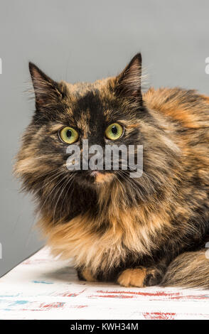 Long haired domestic tabby cat Stock Photo