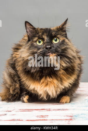 Long haired domestic tabby cat looking up Stock Photo