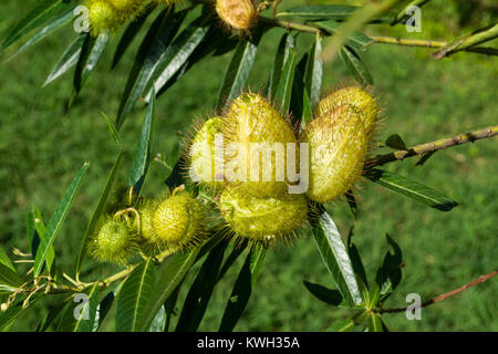 Balloon plant (Gomphocarpus physocarpus or Asclepias physocarpus) seed pods, Nairobi, Kenya, East Africa